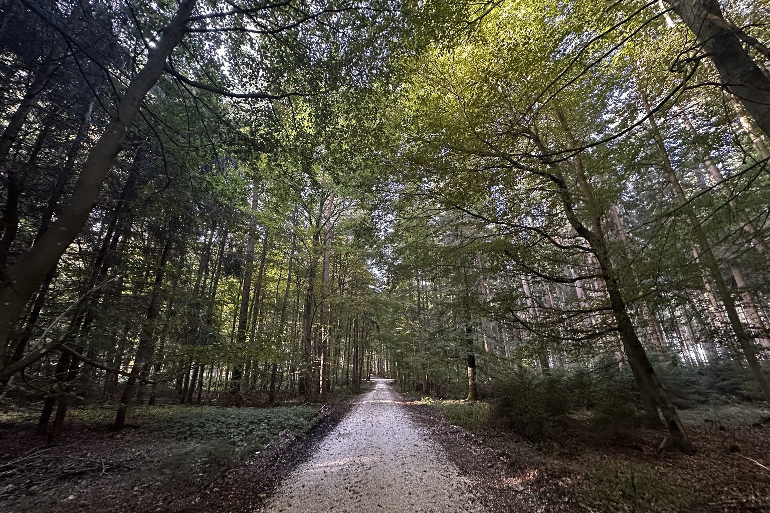 Ein Waldweg führt zwischen hohen Bäumen ins Licht.
